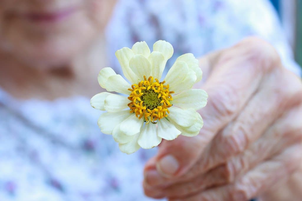 An older woman's hand holding out a single white flower