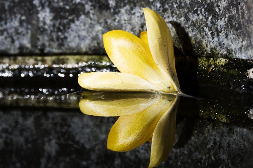 A single yellow lily resting on dark wet stone, reflected in water