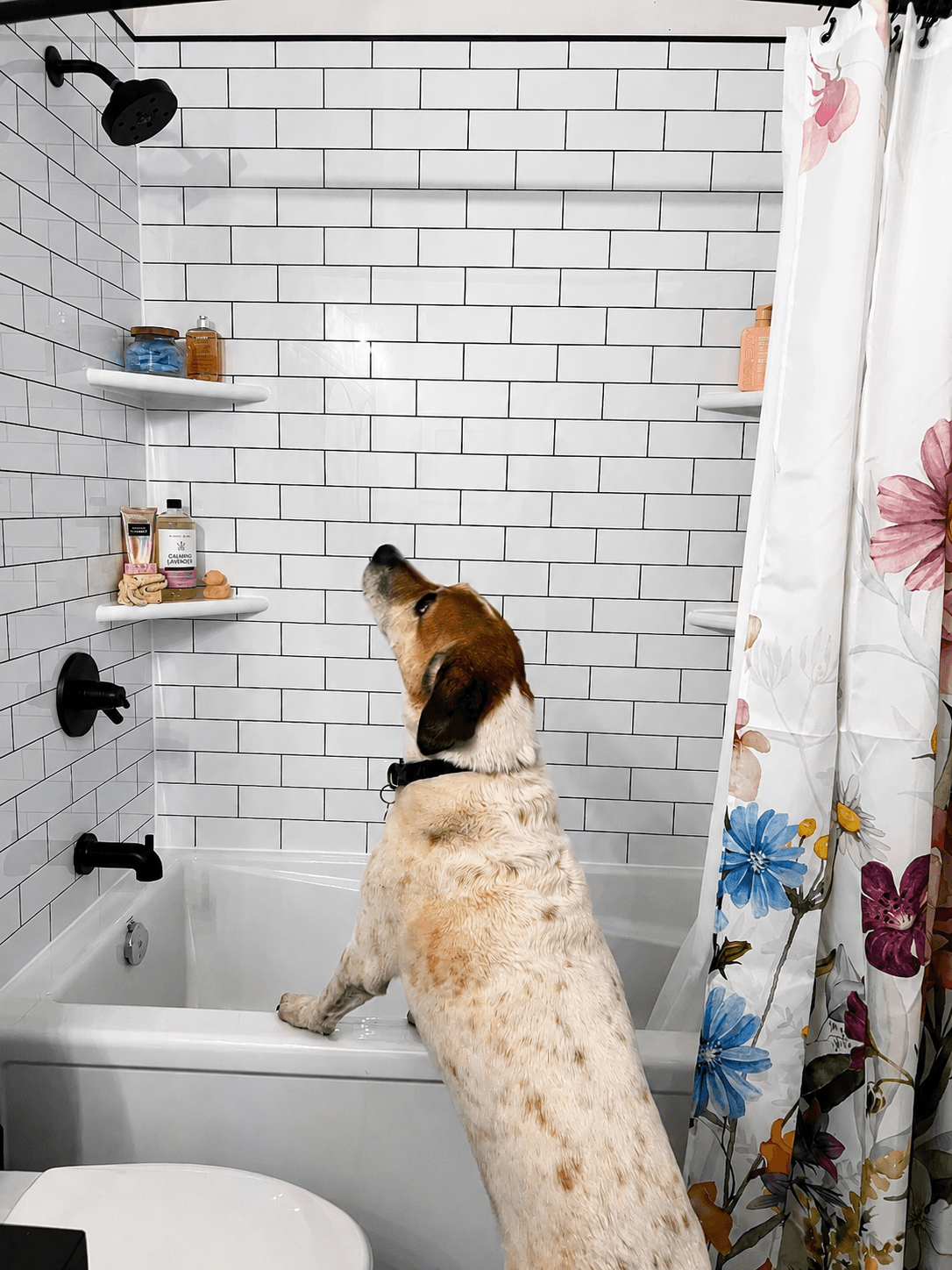 Bath Solutions of Edmonton photo 1