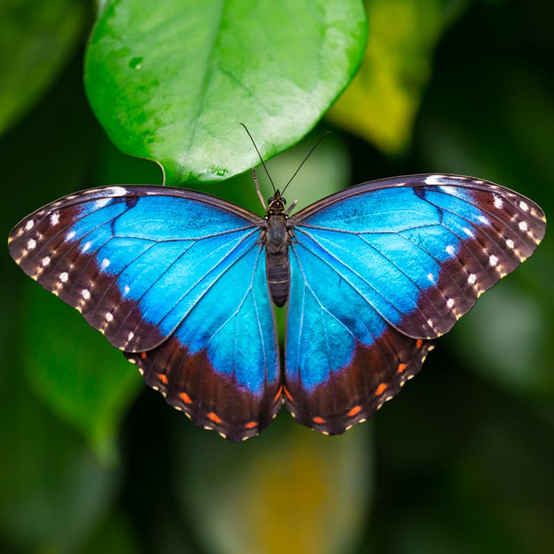 Cambridge Butterfly Conservatory photo 1 of 4