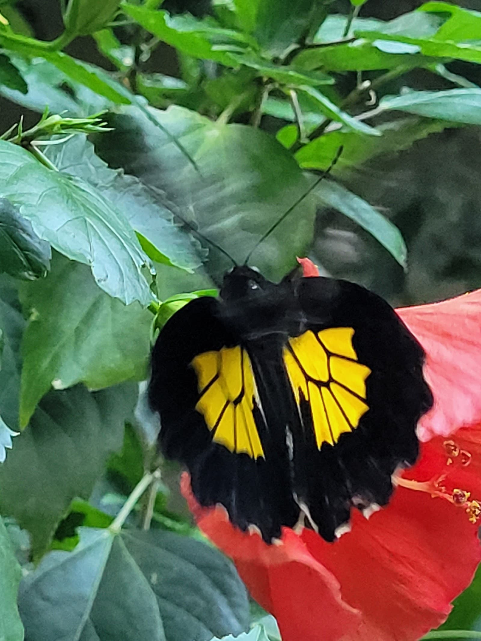 Cambridge Butterfly Conservatory photo 2