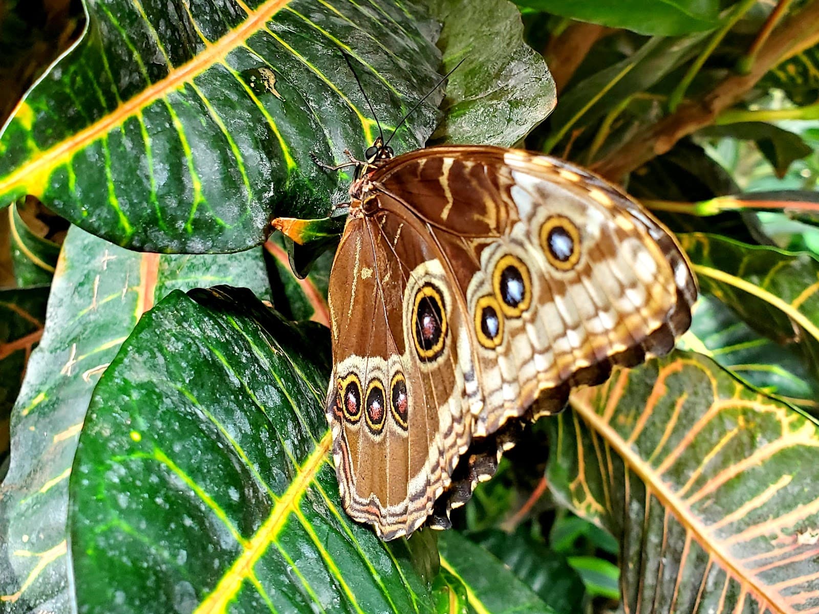 Cambridge Butterfly Conservatory photo 3