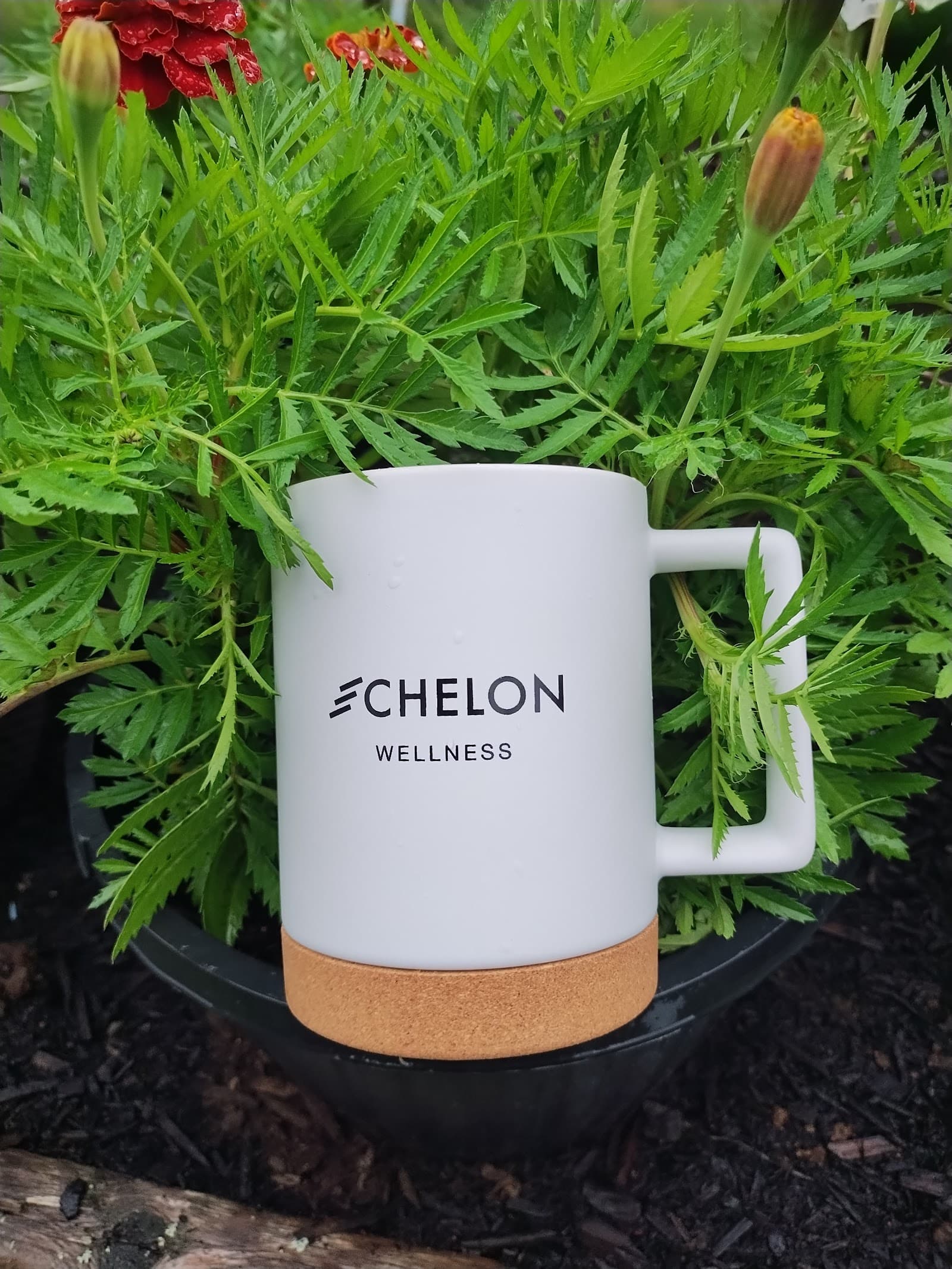 Echelon Wellness Bedford photo 2